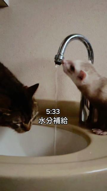 @あにまるファミリー/6猫2フェレット