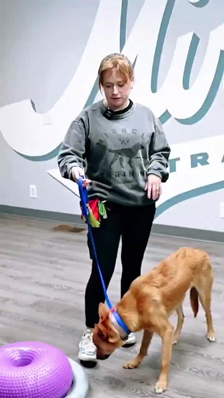 @Miracle K9 Training