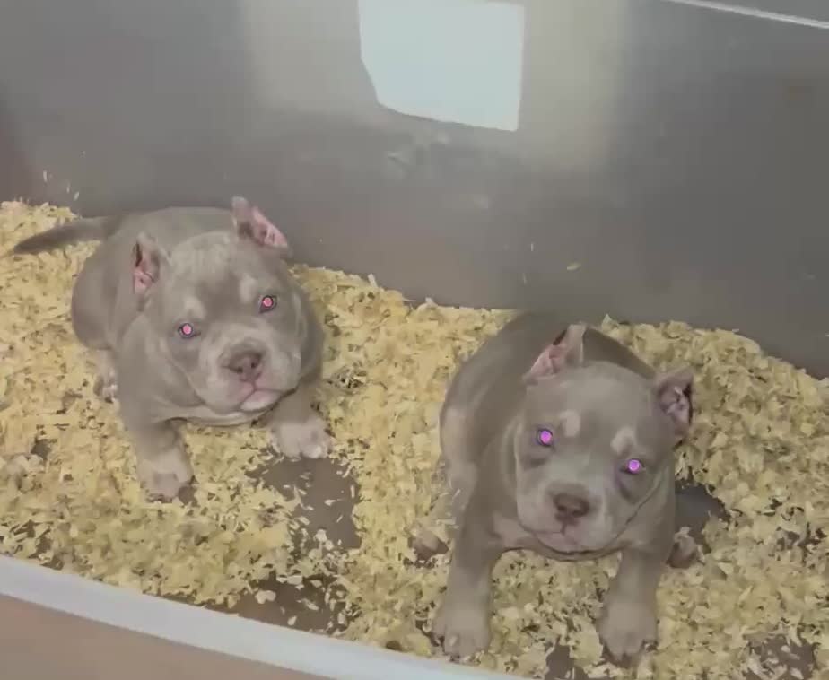 @wildtrikennels