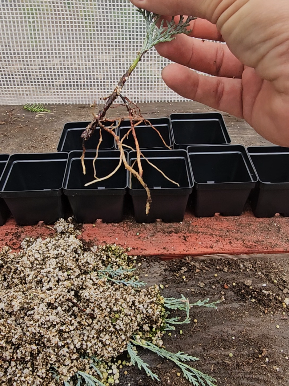 @North County Bonsai