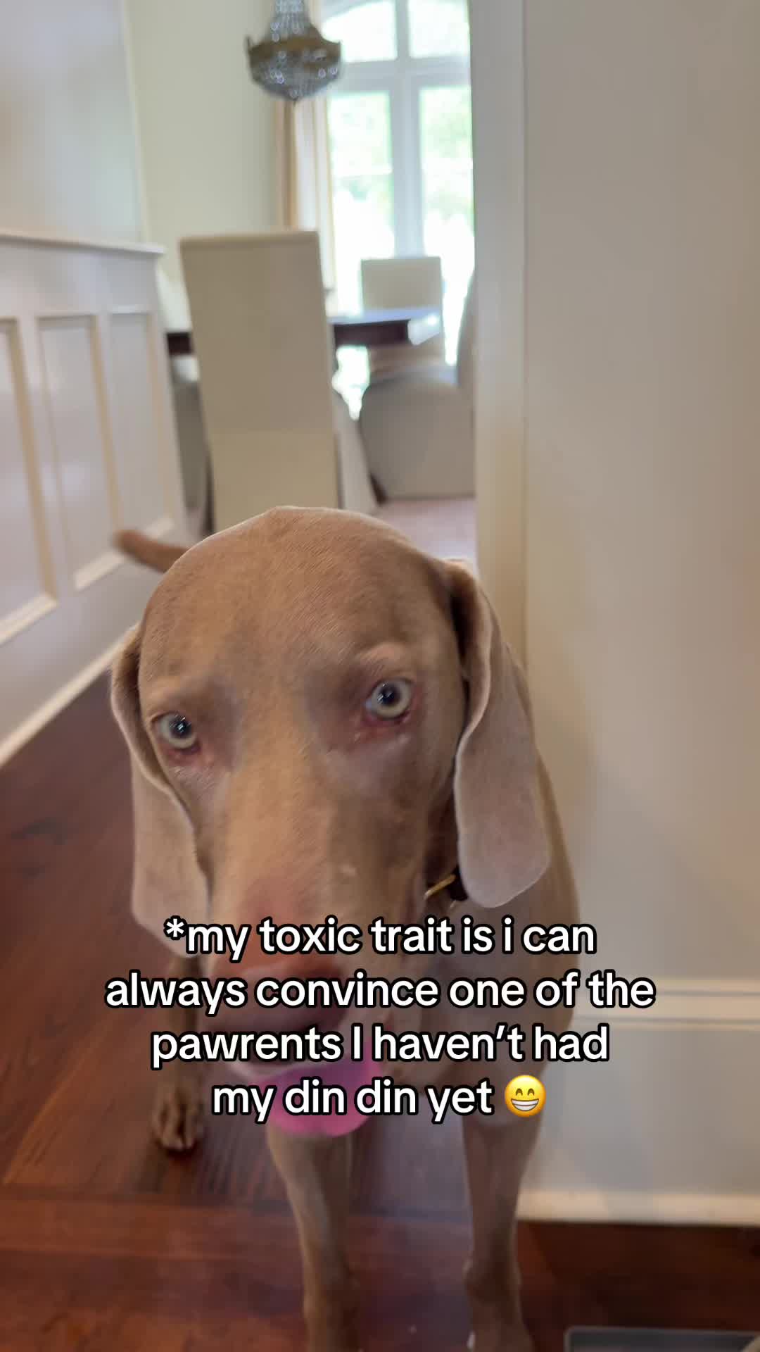 @Zoey the Weim