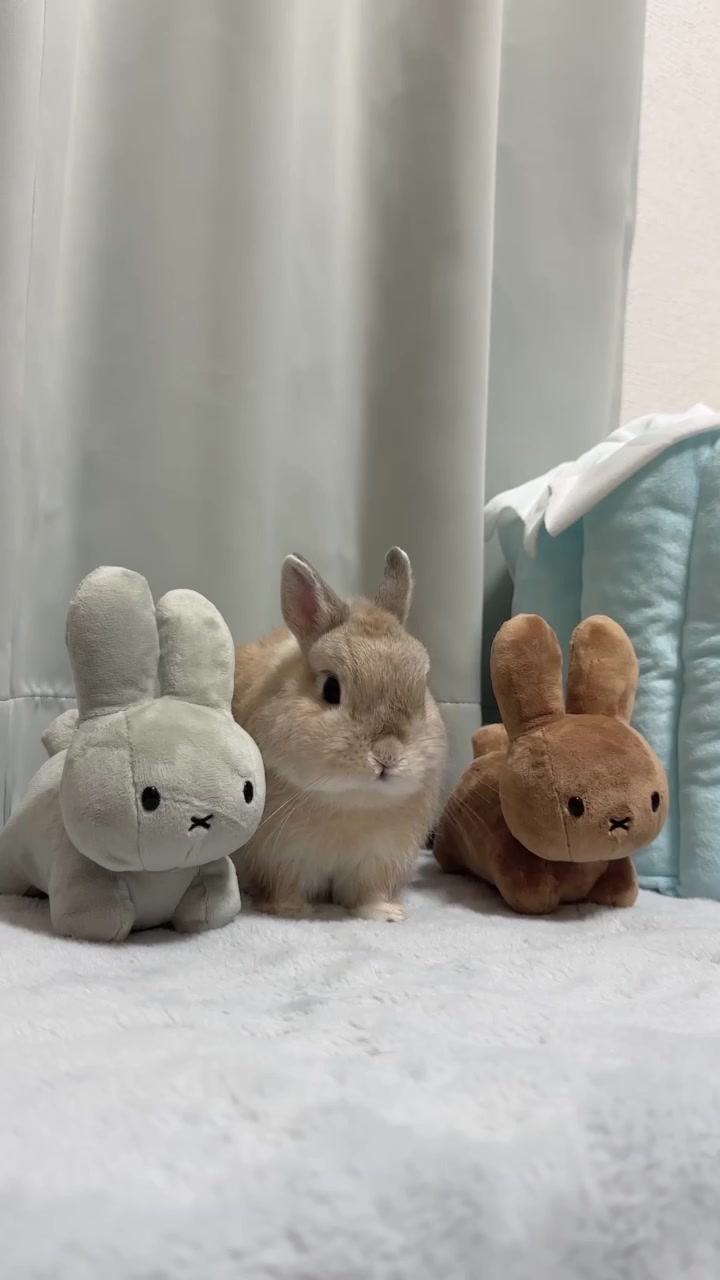@うさぎのぷっしゅ
