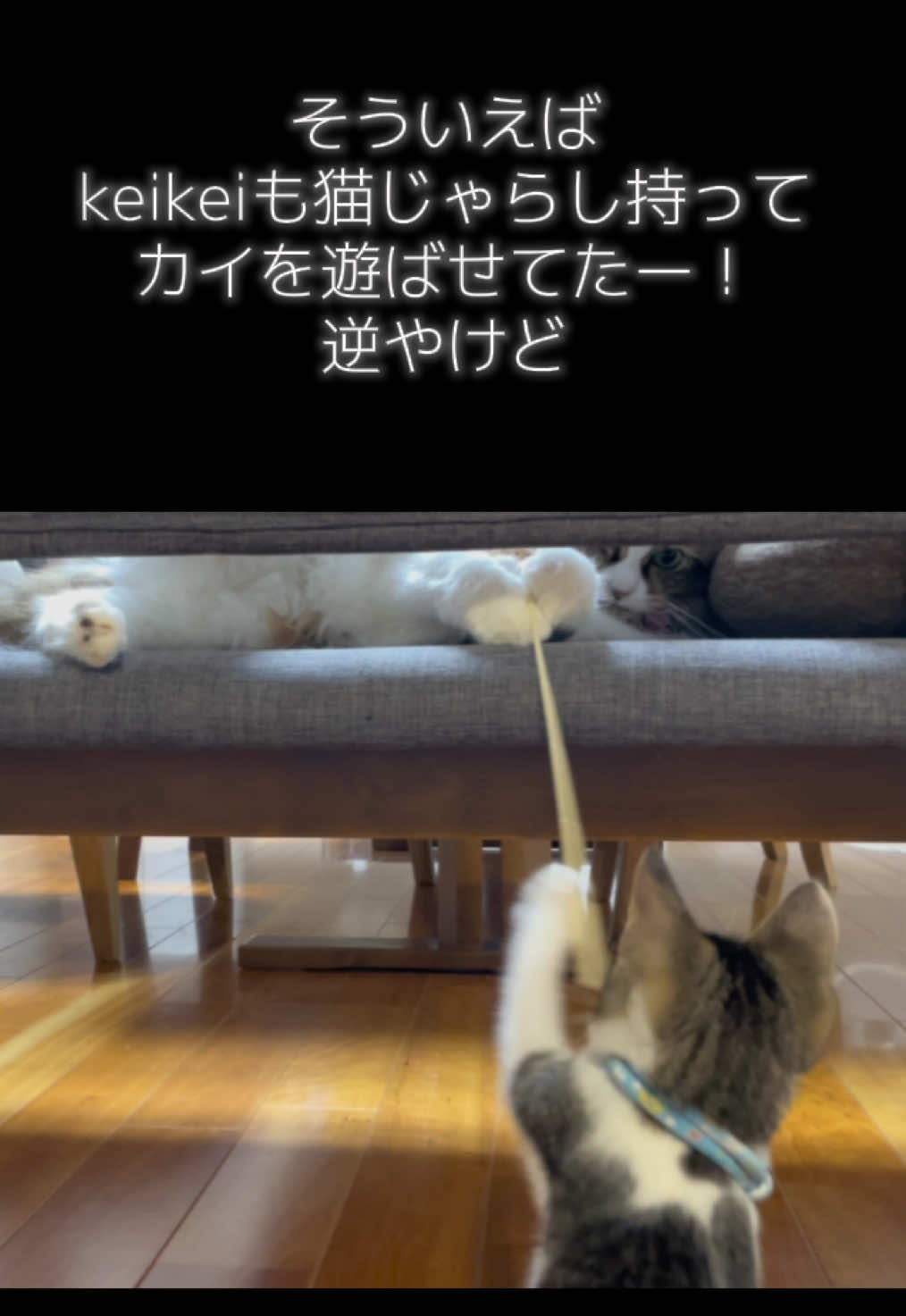 @ねこまみれ