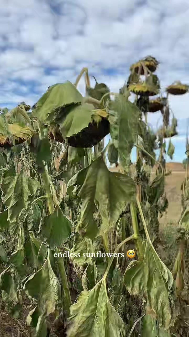 @bridgetfondle