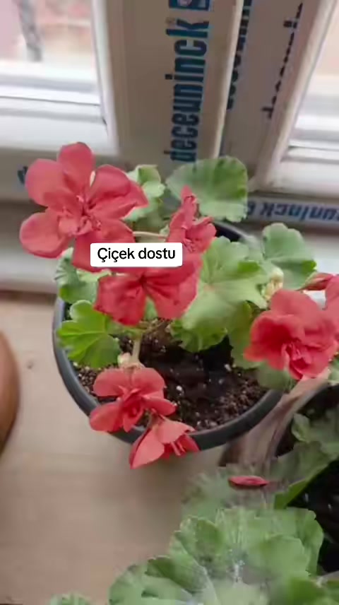 @💧&Ccedil;i&ccedil;ek dostu 🇹🇷💧