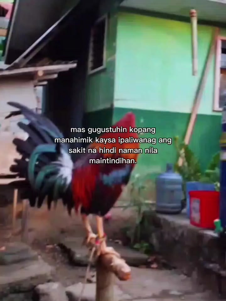 @Big Backyard 🐓🐓