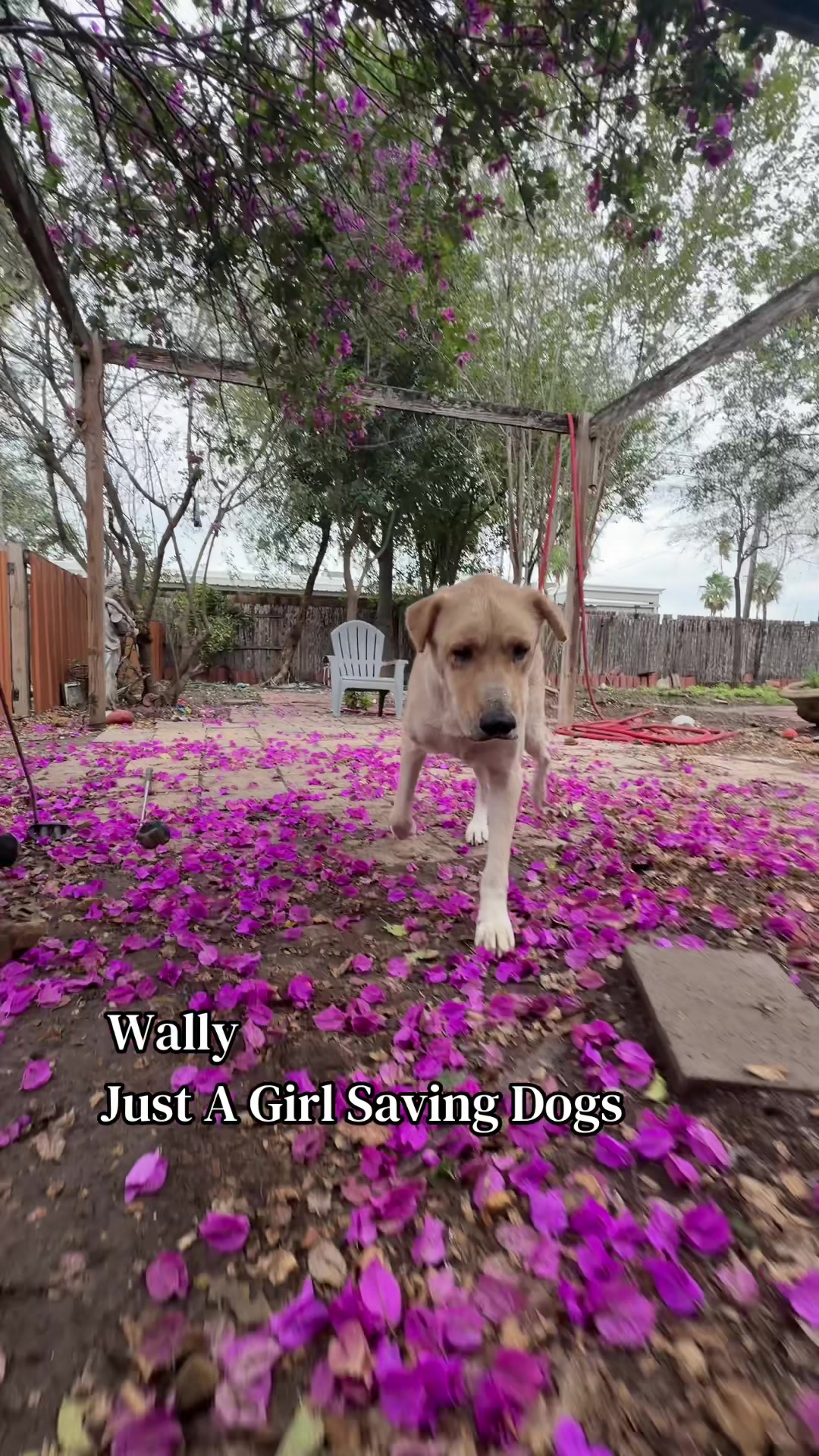 @Just A Girl Saving Dogs
