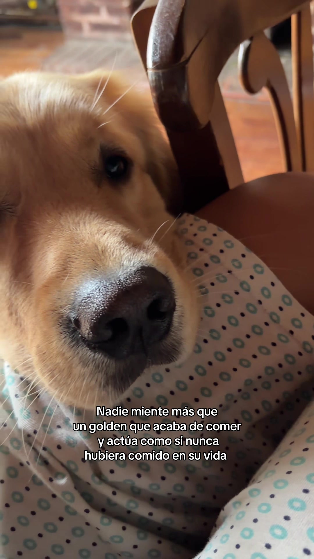 @Narco🐕🐾🐾