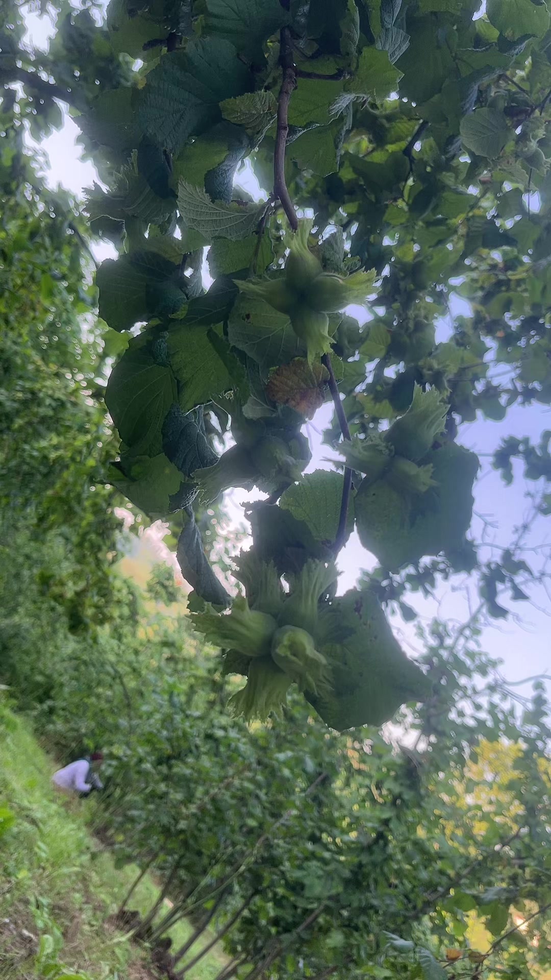 @Gözde tuhafiye
