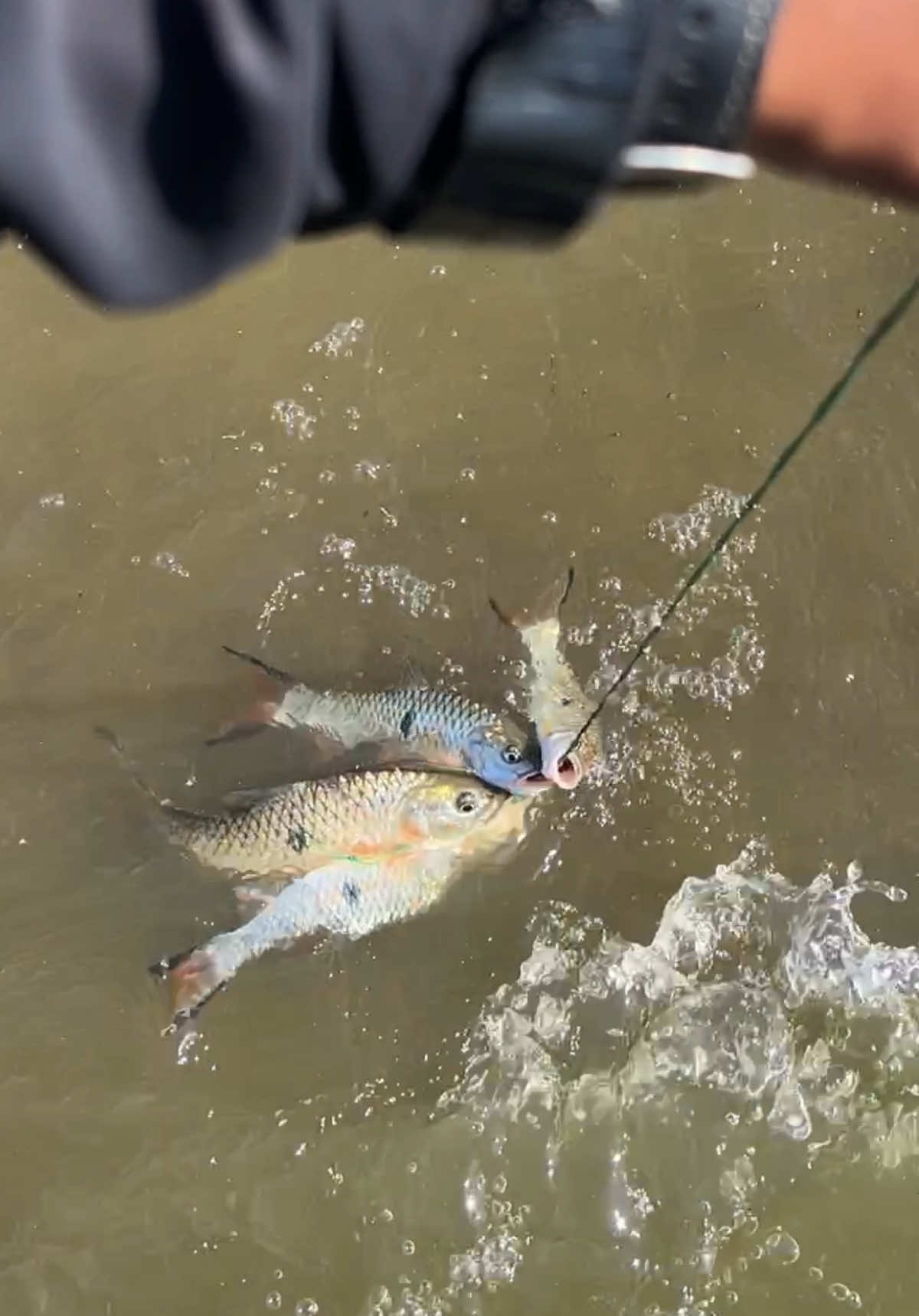 @unclemancing