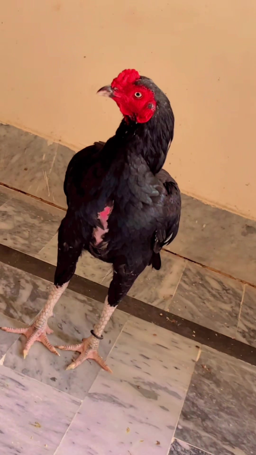 @🦅Home Bread Aseel 🦅