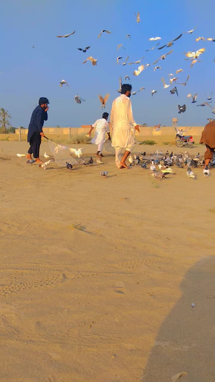 @عدیل رحمن لیہ وال کبوتر باز