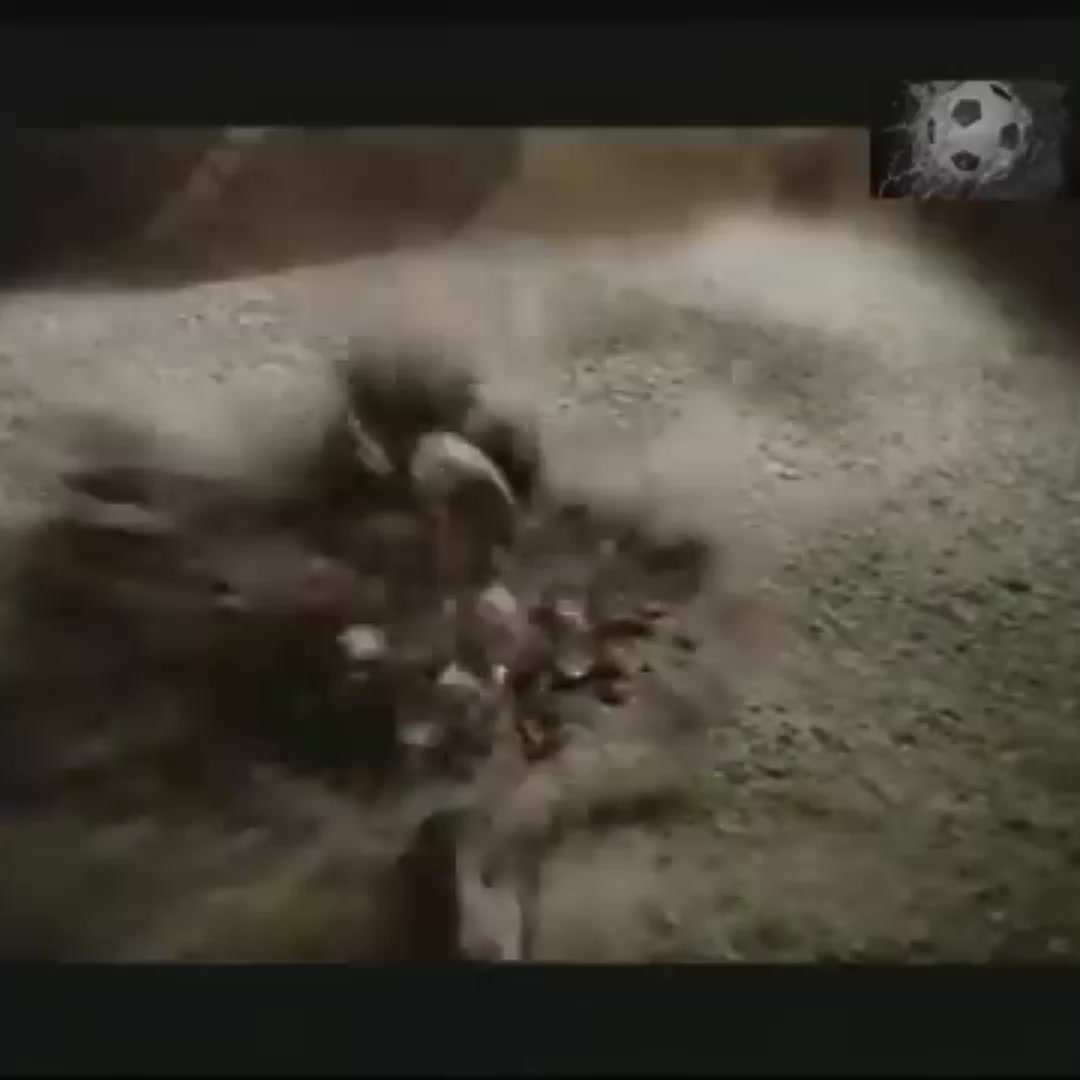 @𝙼𝚊𝚕𝚍𝚒𝚗𝚒🇮🇹🇦🇱🐐