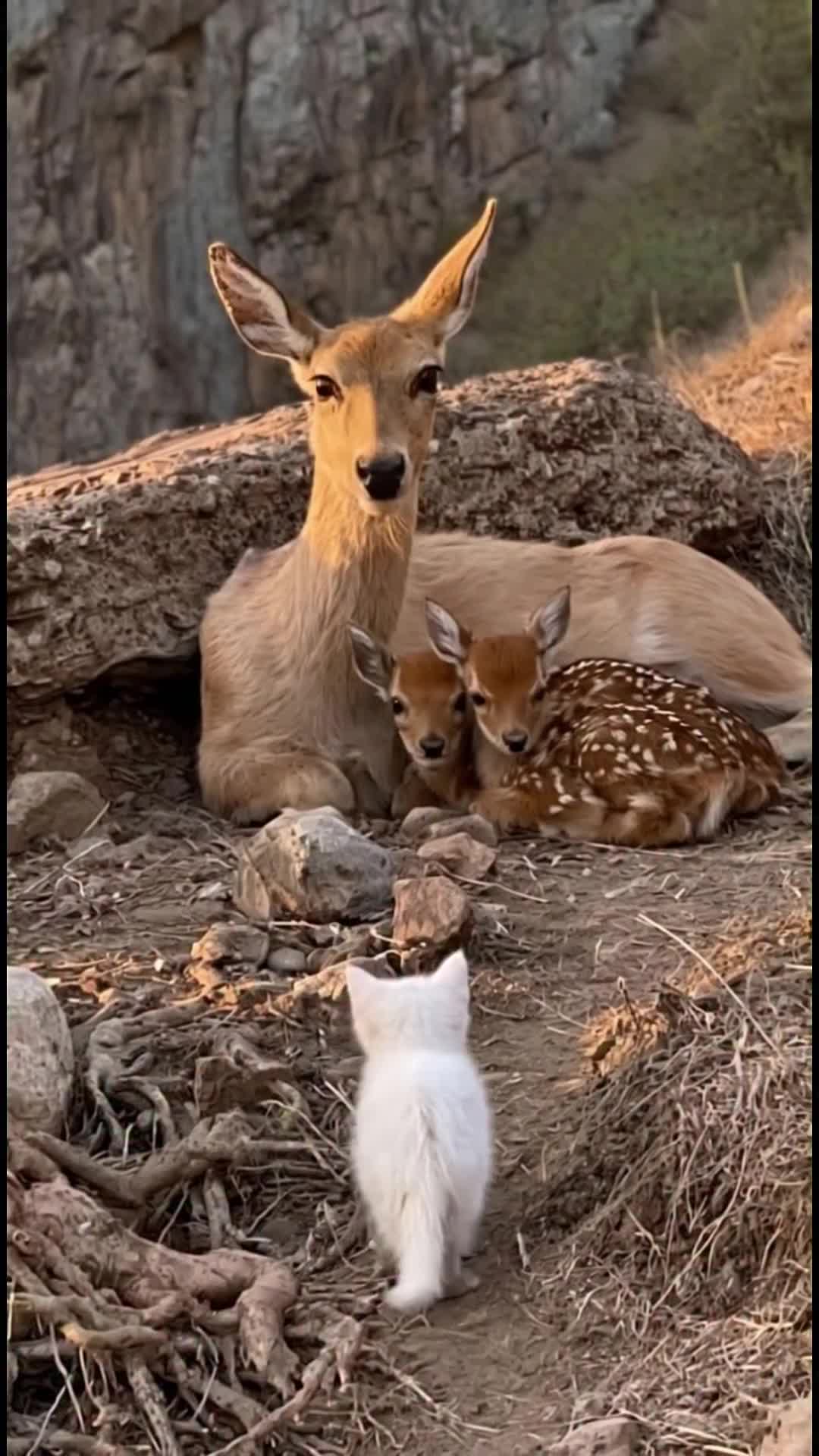 @middlepets