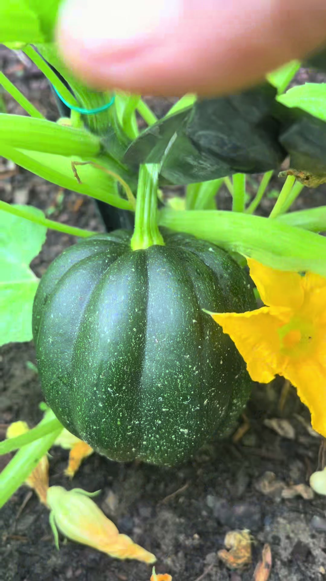 @Gardening4ME