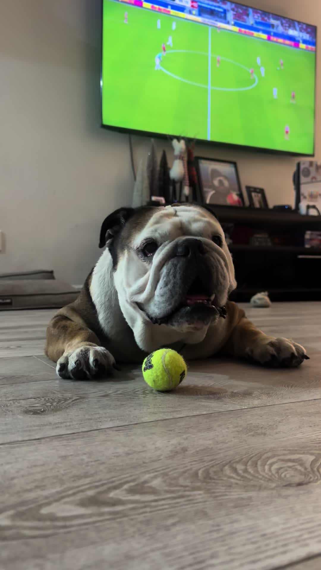 @Taco 🐶🧿