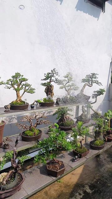 @Bonsai Mungil