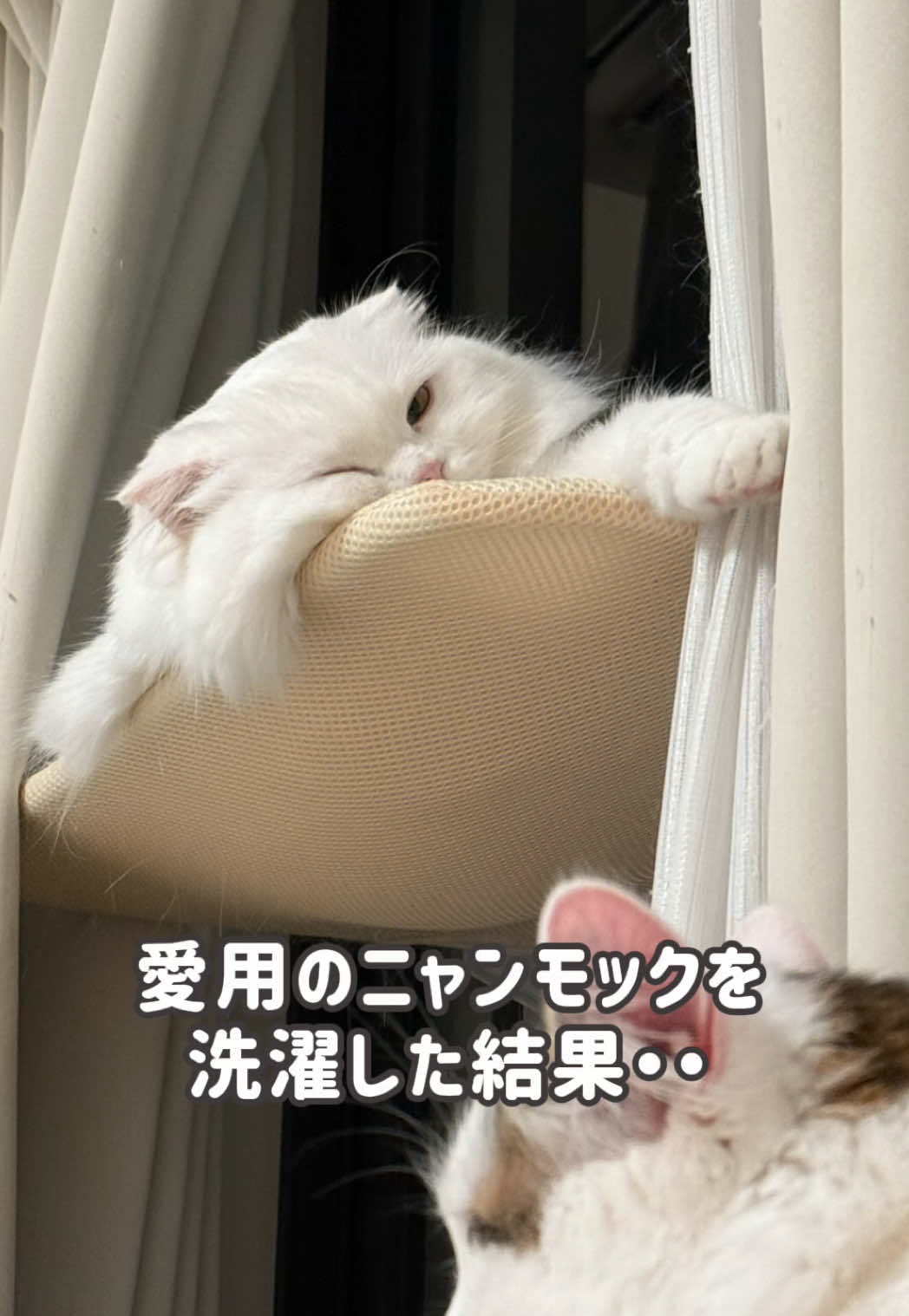 @もっちぬ