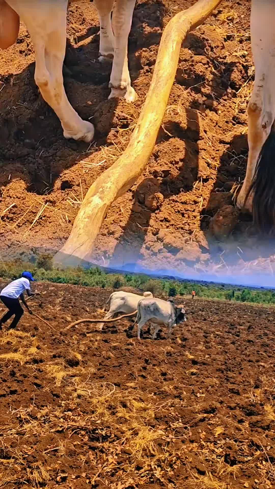 @härïs kä pärïs🇫🇷 🇪🇹❤️✌️