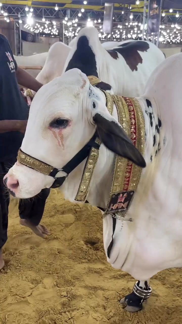 @Karachi Bull lovers