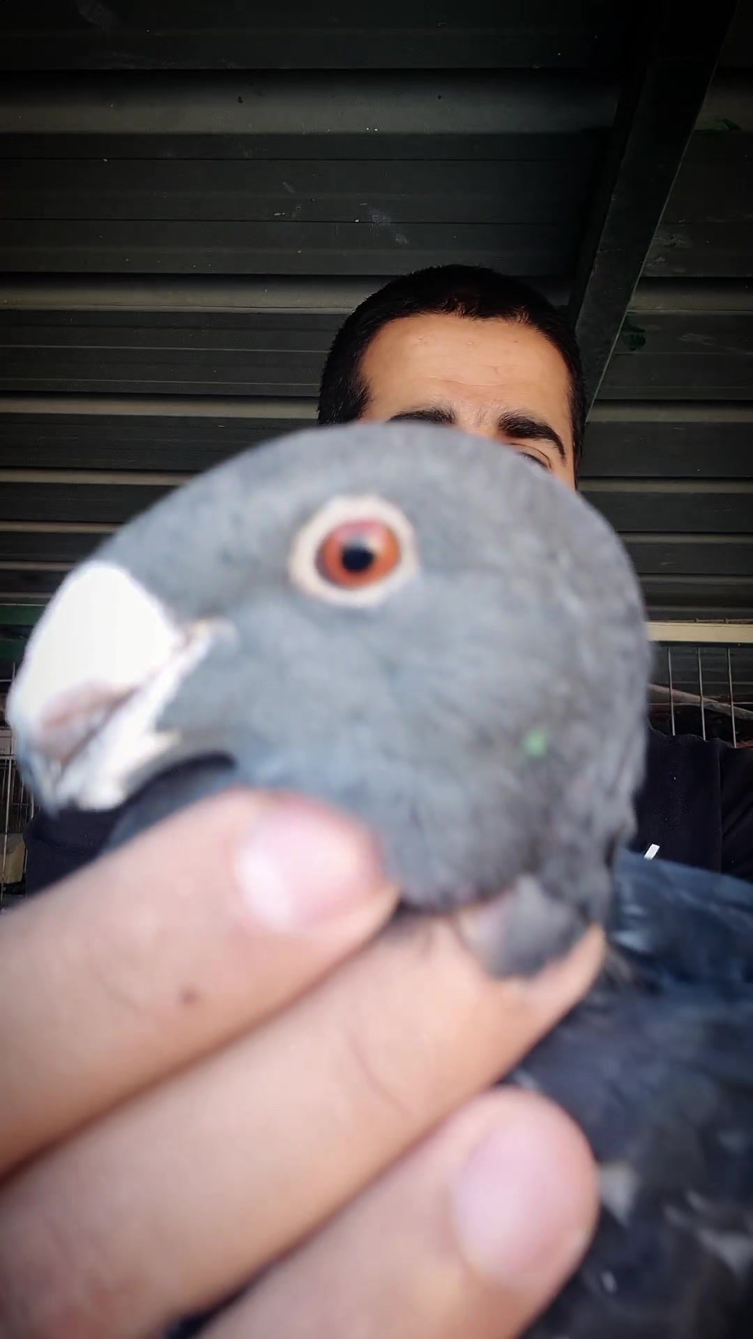 @Pigeons Tv