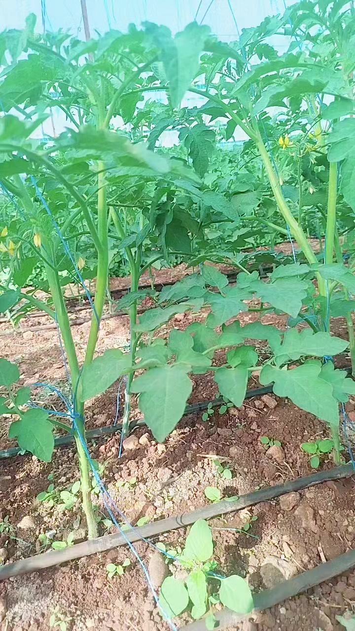 @havva gümüş