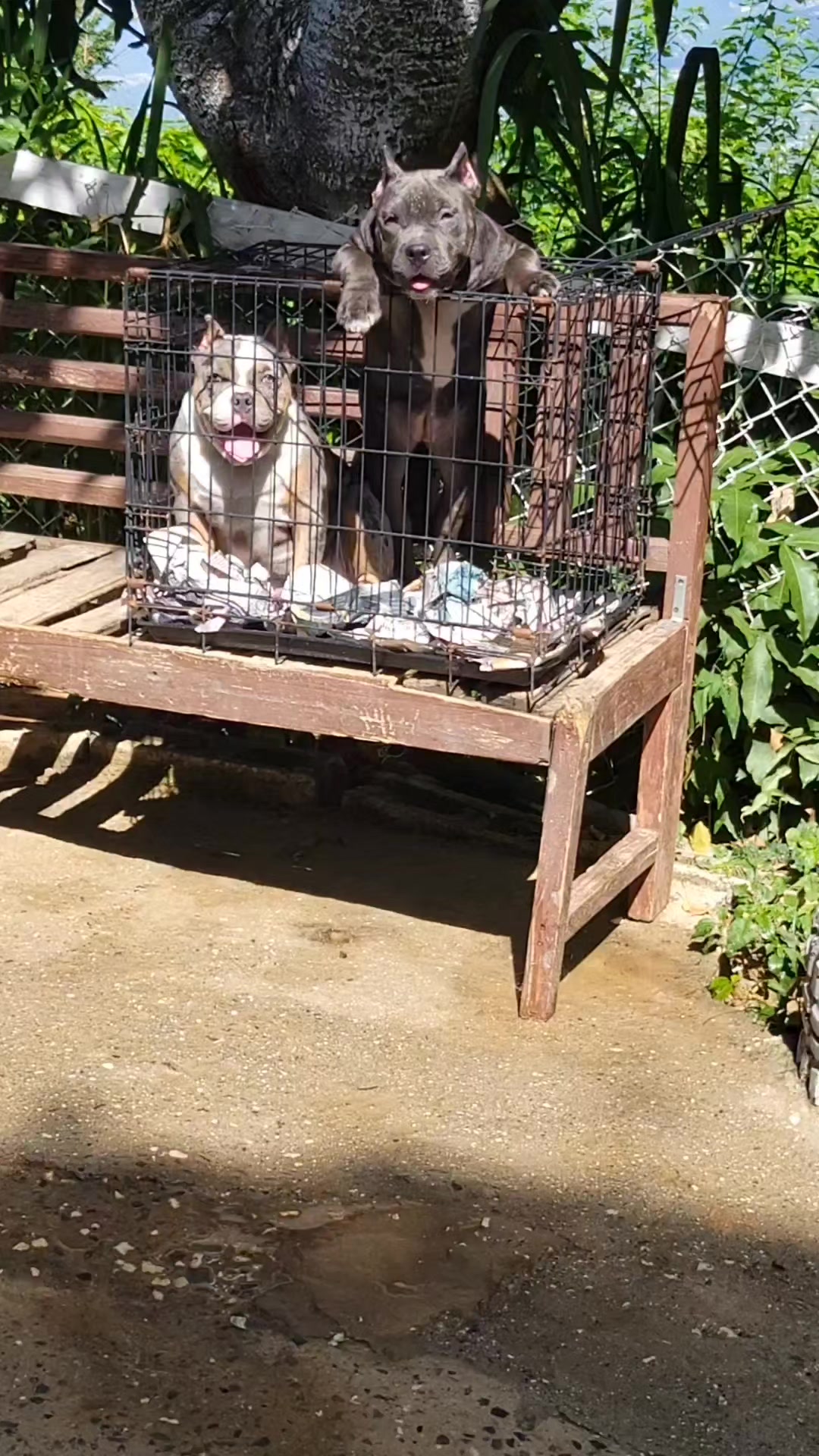 @machinesquad kennel