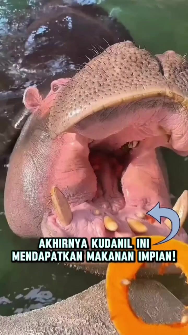 @Iyan Channel