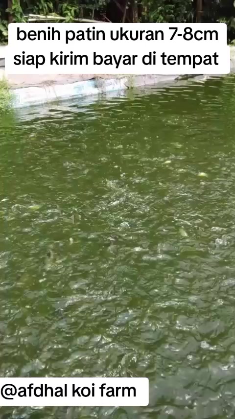 @afdhal koi farm