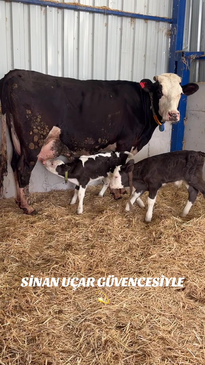 @CELEP SİNAN UÇAR