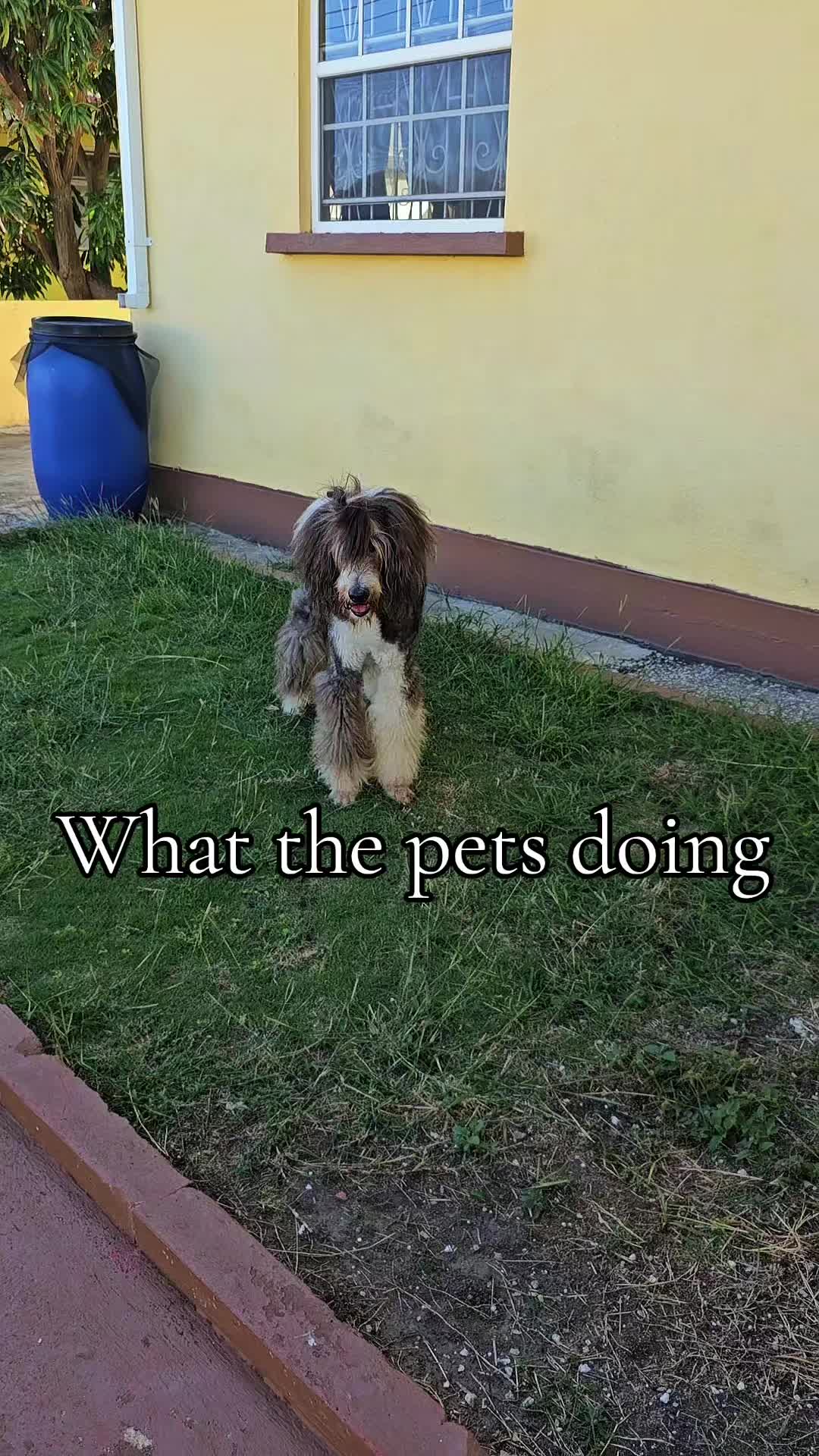 @MixedPetCollective