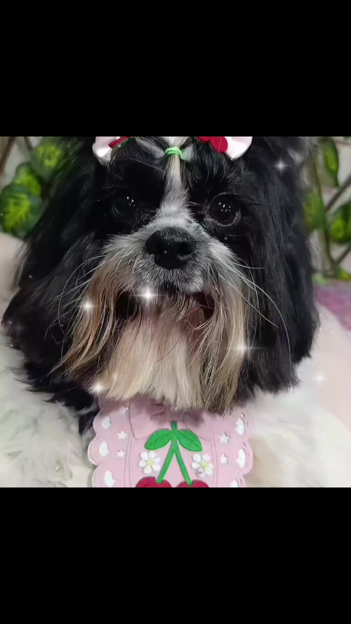 @Dog Ville Petcare