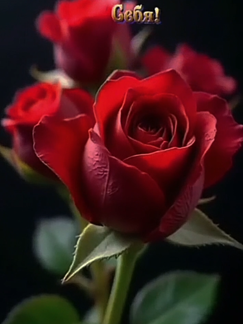 @꧁࿇♥𝓢𝓿𝓮𝓽𝓵𝓪𝓷𝓪꧁♥࿇꧂
