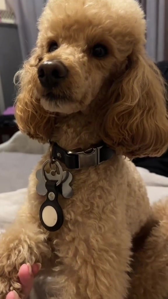 @NikoThePoodle