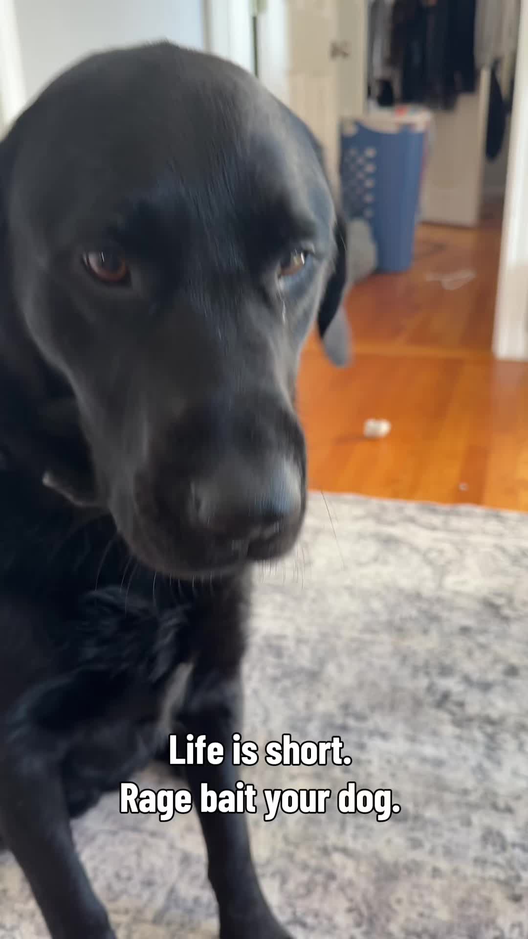 @DennisTheBlackLab