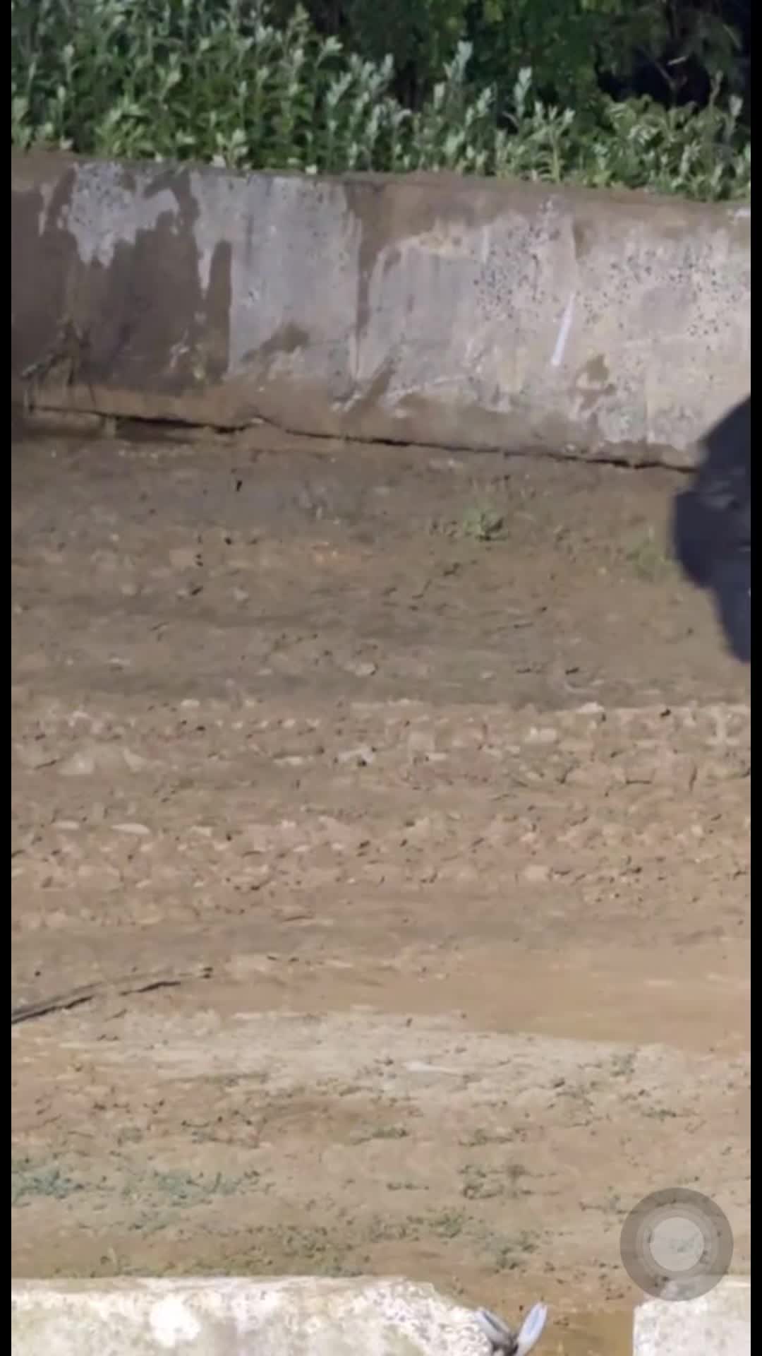 @Mailloux16