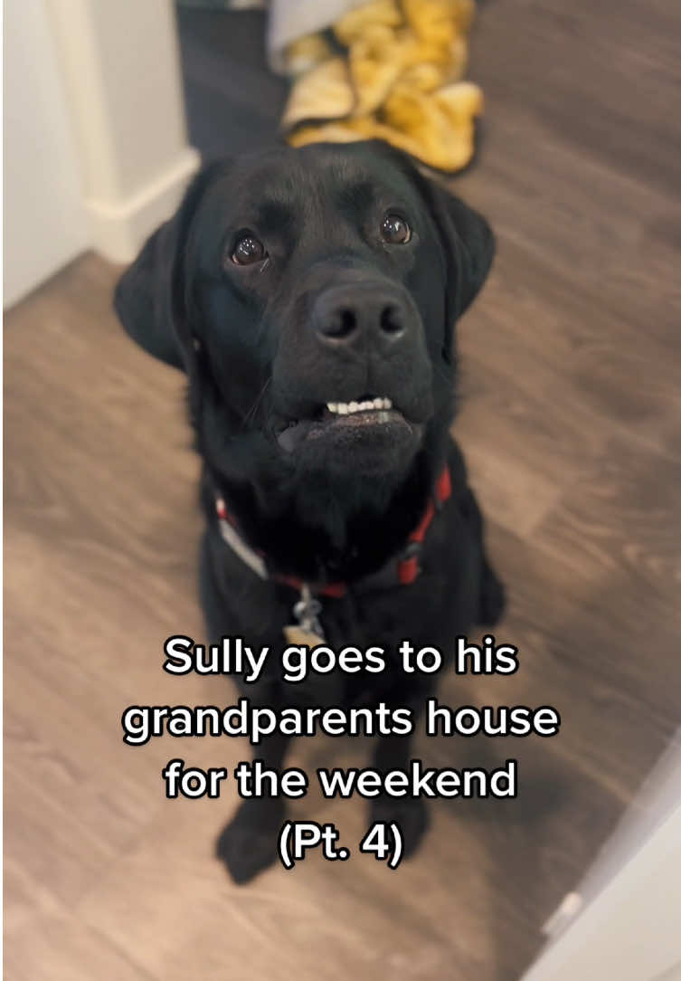 @Funny dogdia80