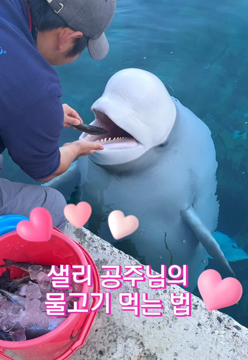 @DolphinTok