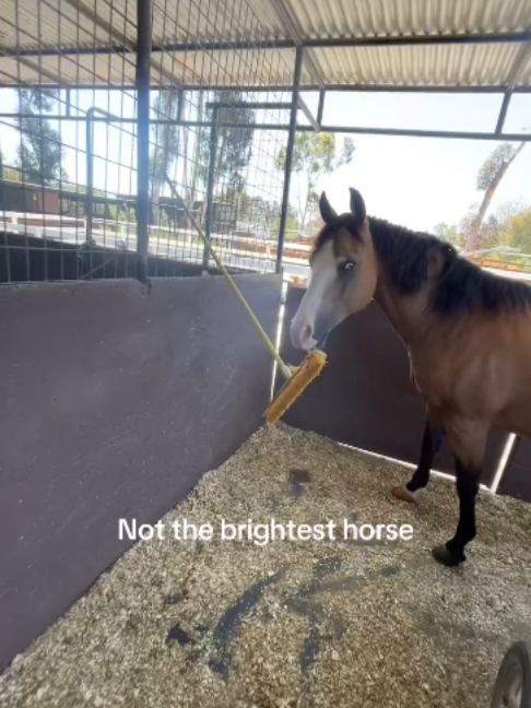 @Horses TikTok