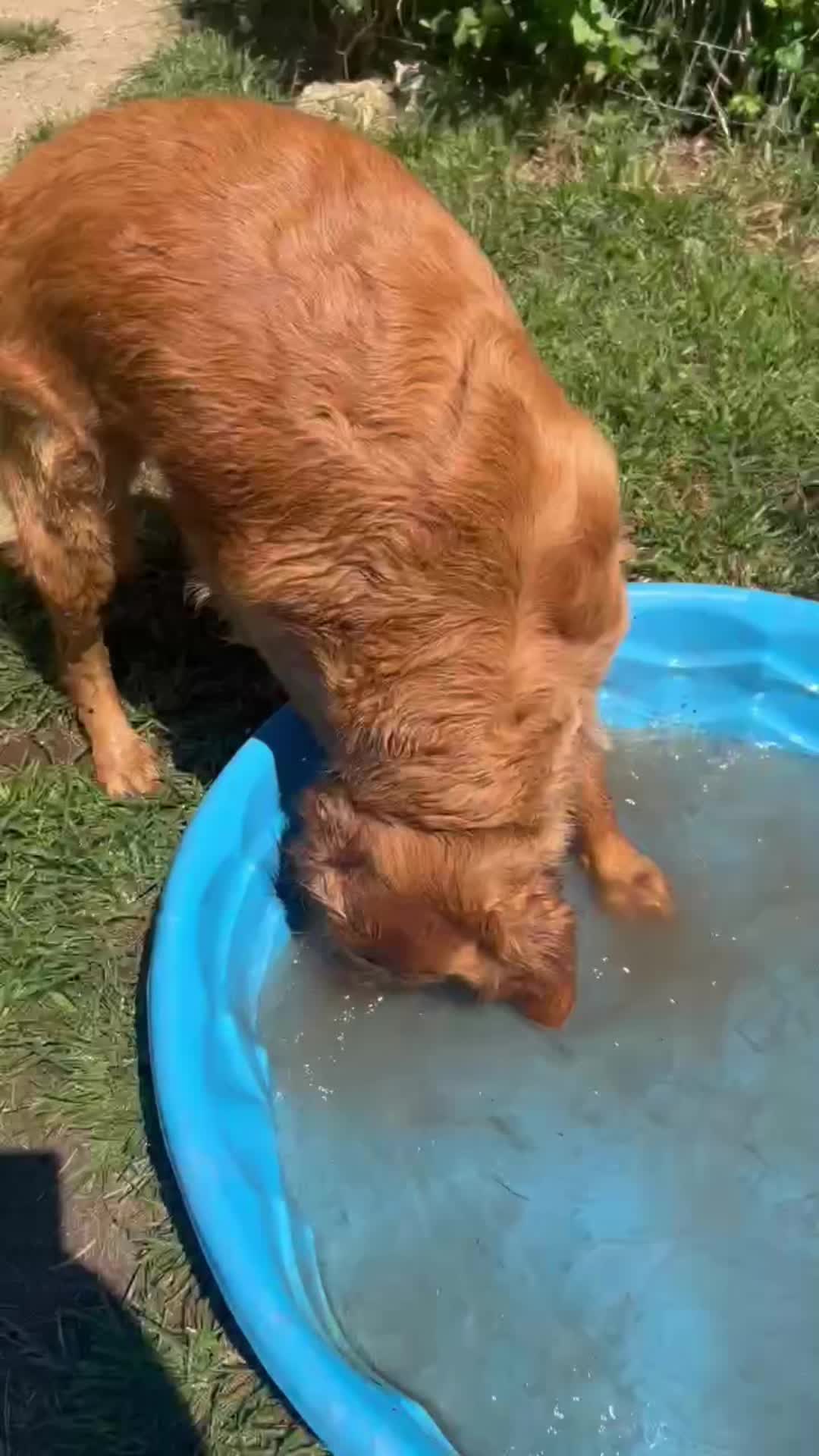 @Los golden Retriever