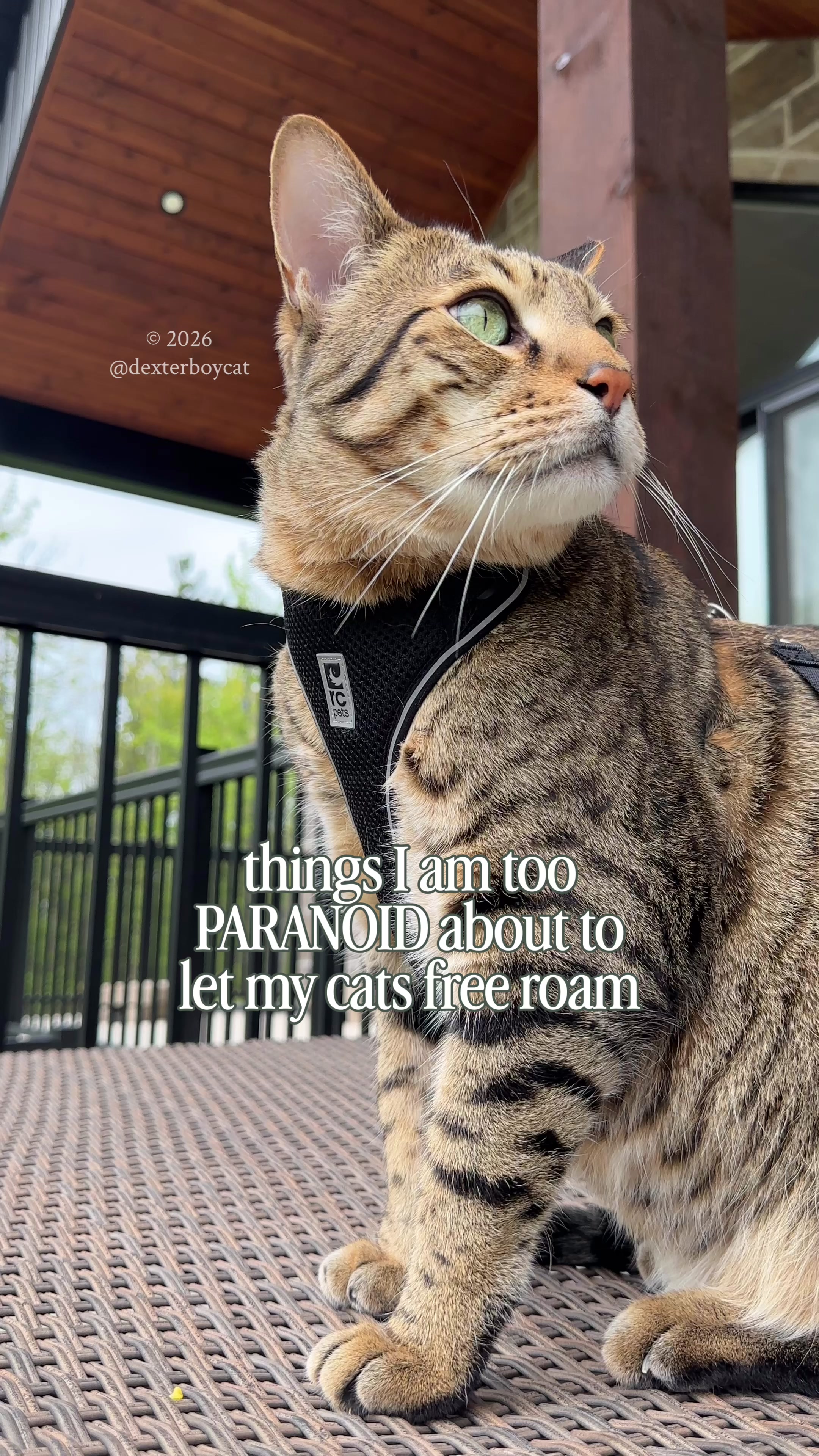 @dexterboycat 🐆♥️
