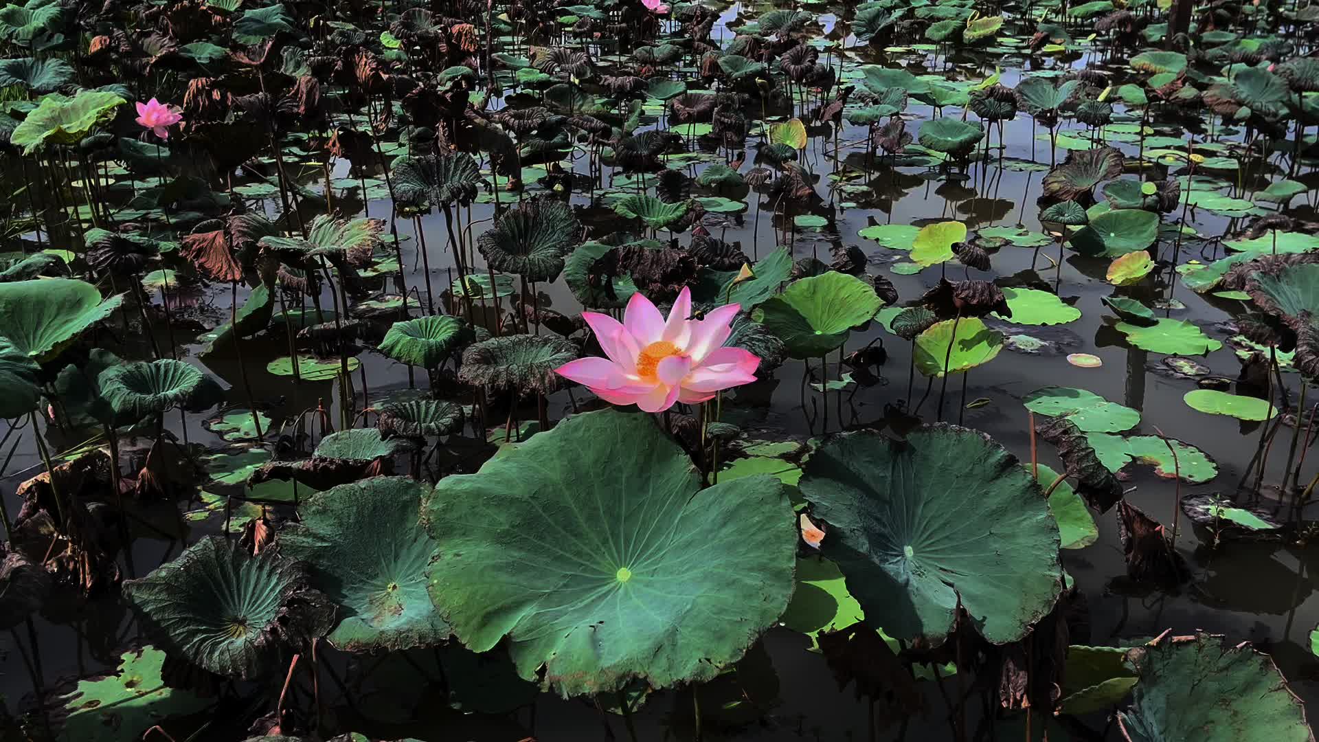 @Na k-វណ្ណៈ