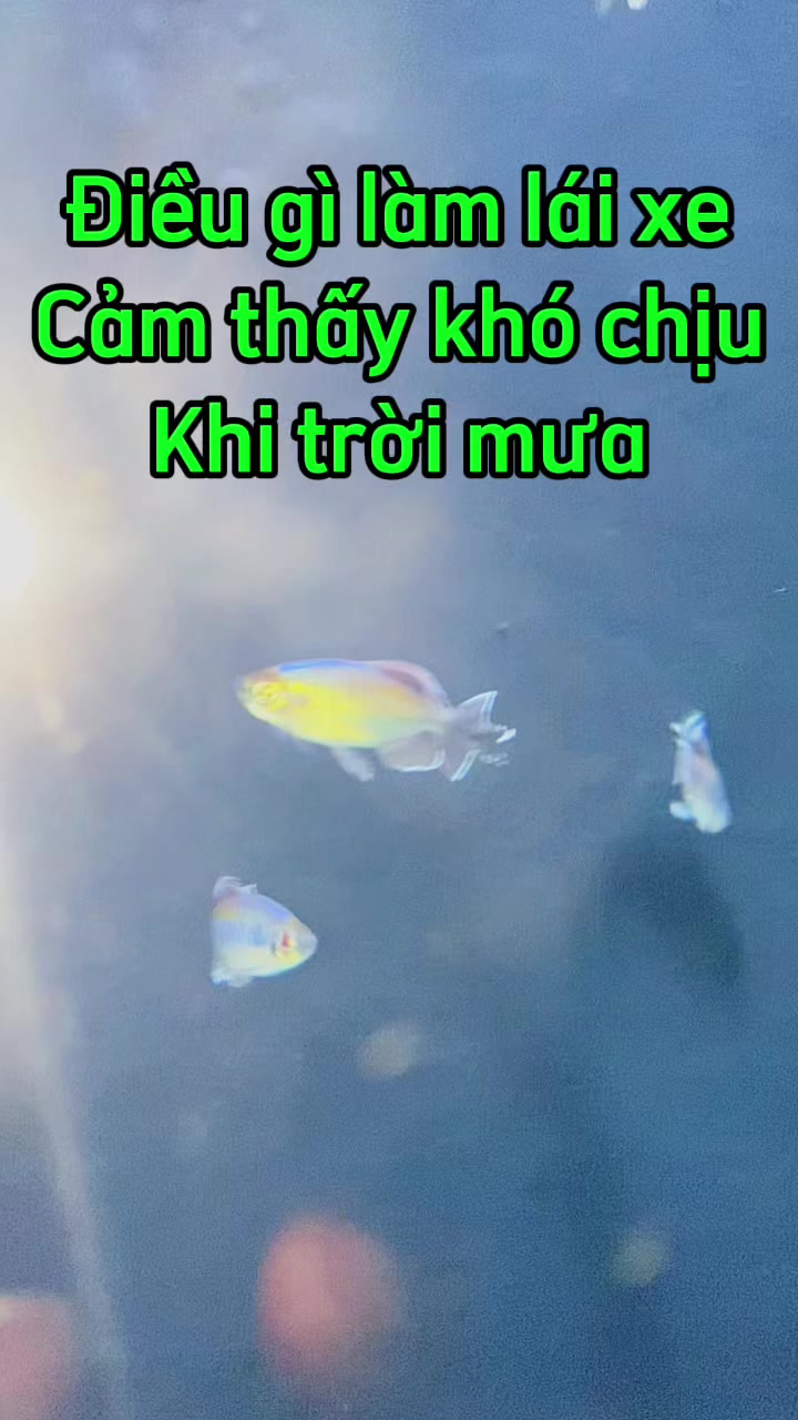 @Phụ kiện &ocirc; t&ocirc; Ho&agrave;ng B&aacute;ch