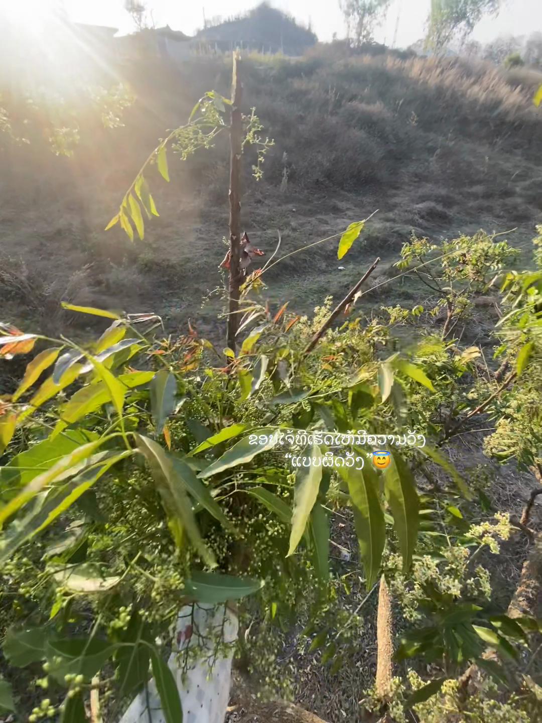 @ດາວ✨💃🏼🇱🇦
