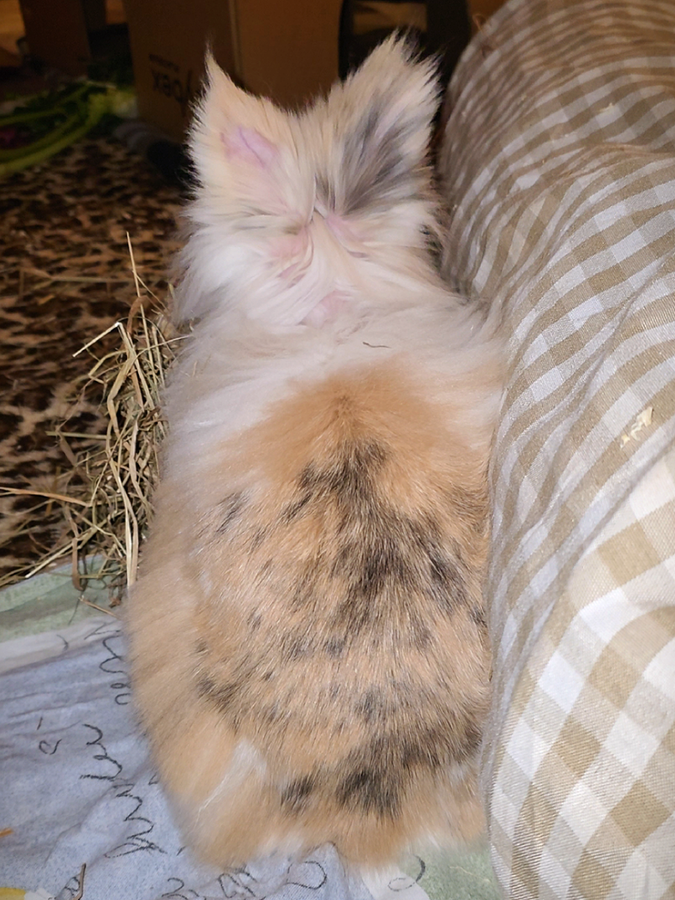 @Buns at Home