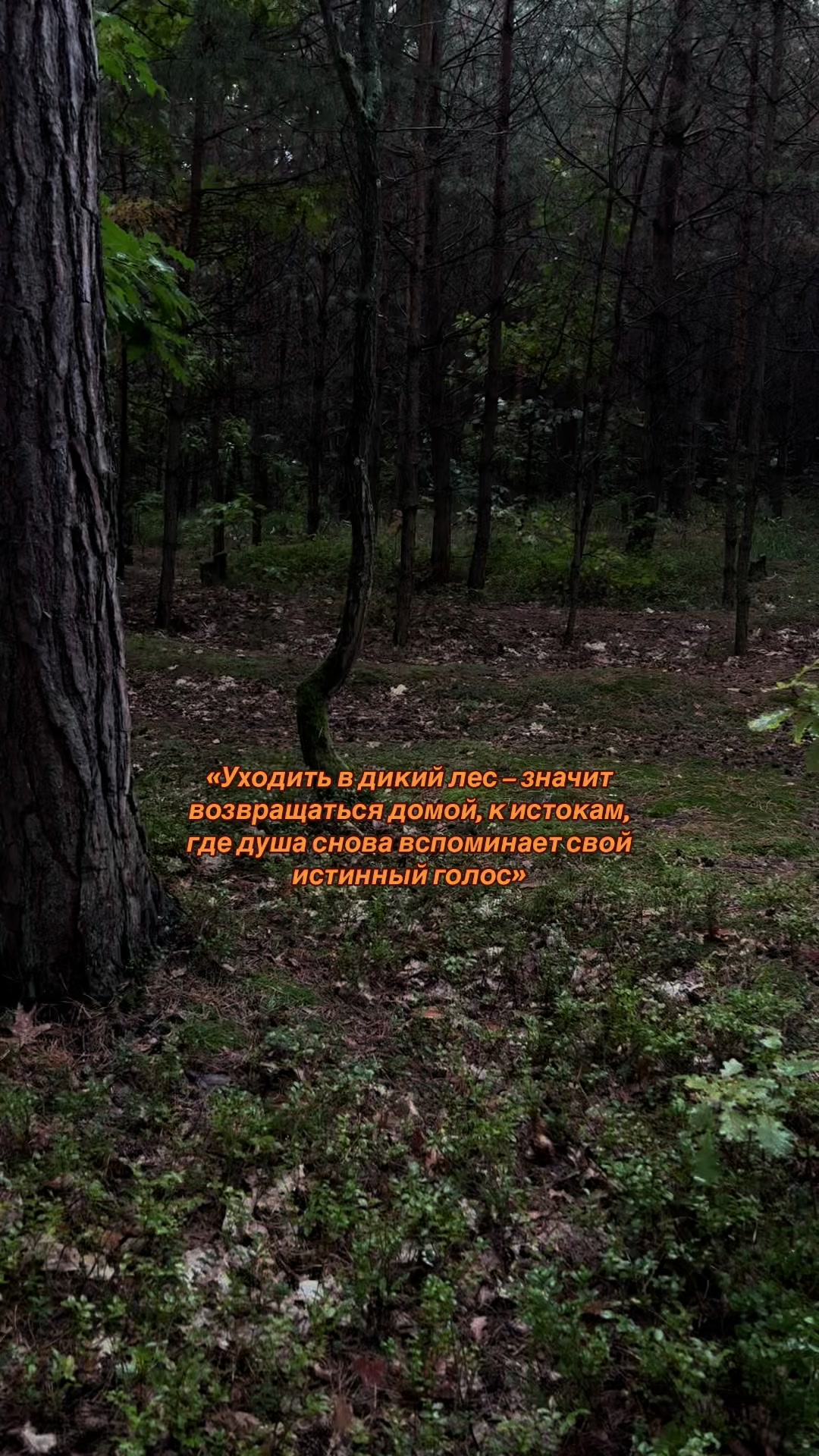 @🪭тгк Оракул Гекаты🪭