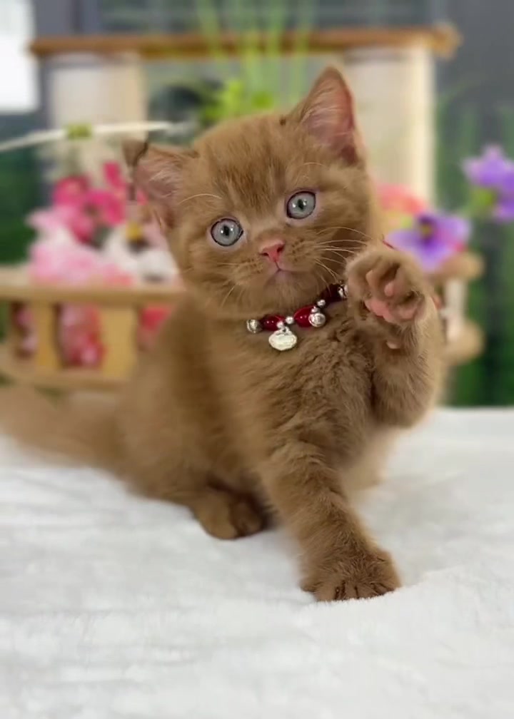 @fuyncats