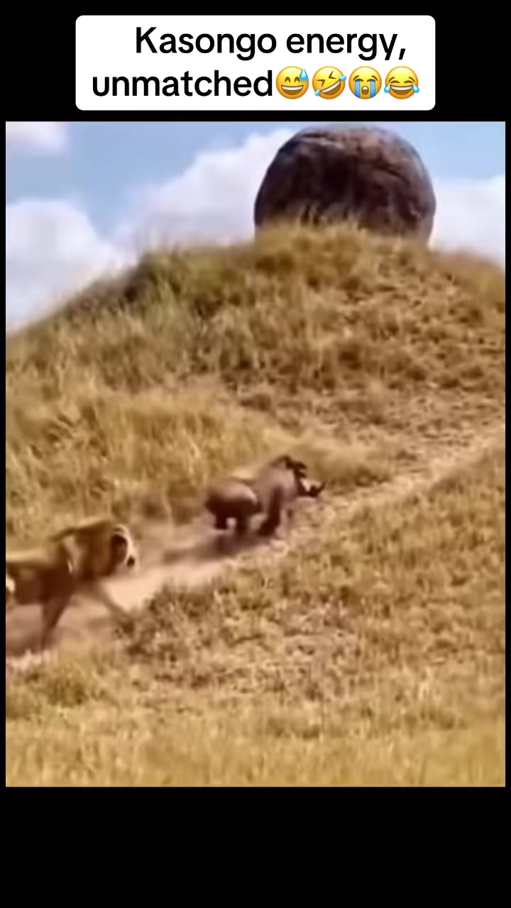 @Roi De la Jungle