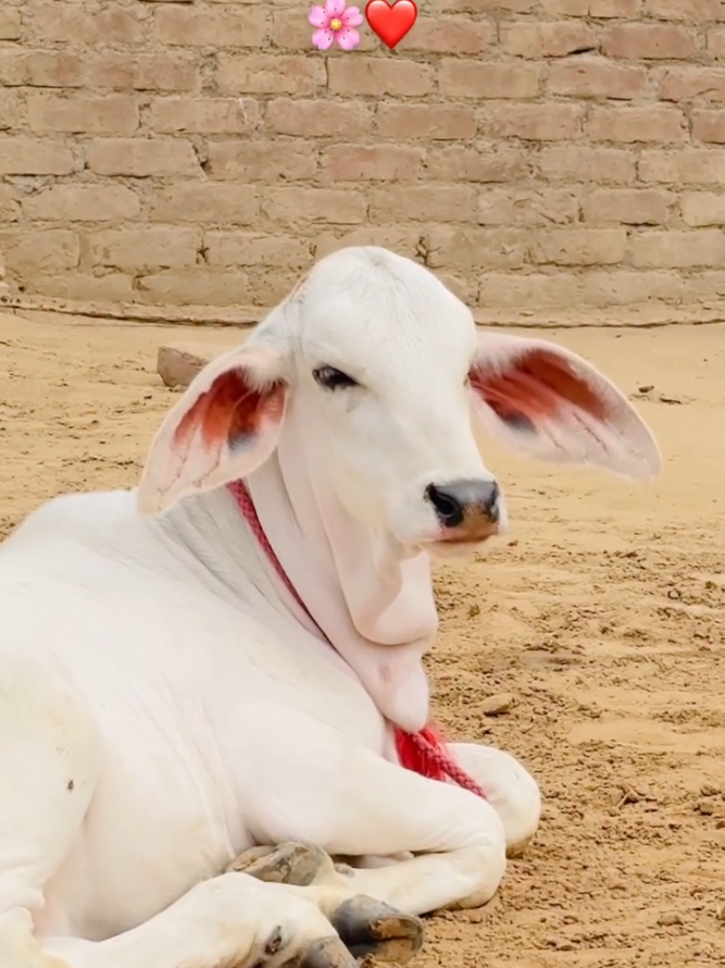@cows_b_like