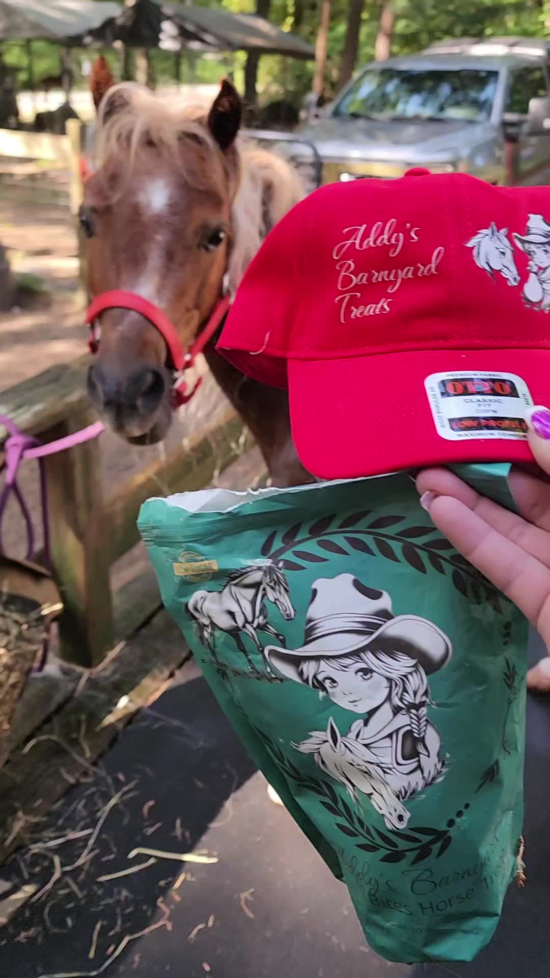 @minihorsemomandtrainer🐴🐴🐴🐴
